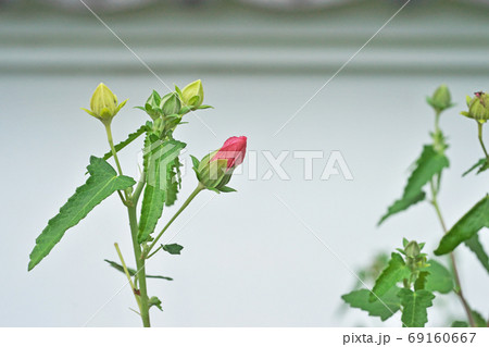赤いタカサゴフヨウの花 69160667