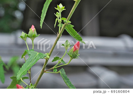 赤いタカサゴフヨウの花 69160804