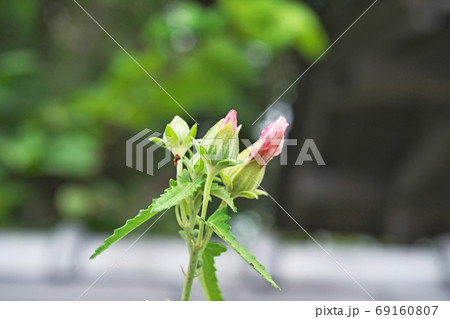 赤いタカサゴフヨウの花 69160807
