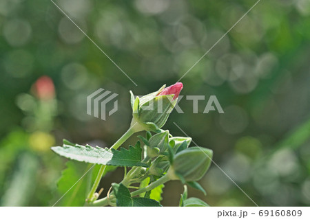 赤いタカサゴフヨウの花 69160809