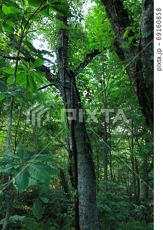 岳岱自然観察教育林の風景 69160858