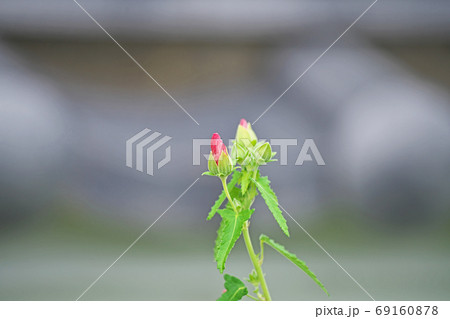 赤いタカサゴフヨウの花 69160878