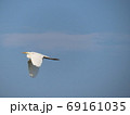 足を伸ばして青空の中を飛ぶ白鷺 69161035