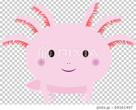 正面を向く可愛いウーパールーパーのイラストのイラスト素材