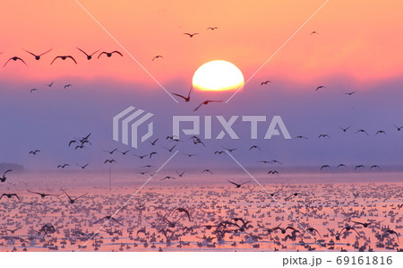 朝焼けと飛び立ち 69161816