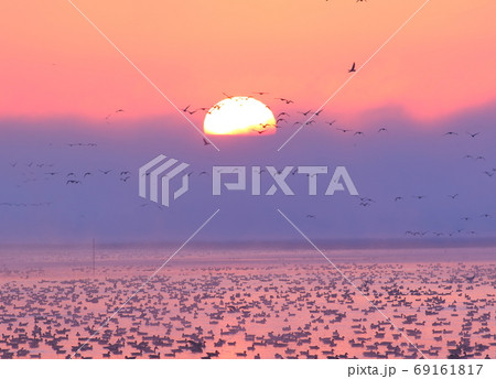 朝焼けと飛び立ち 69161817
