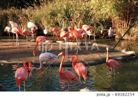 カリフォルニア サンディエゴ動物園 フラミンゴの写真素材