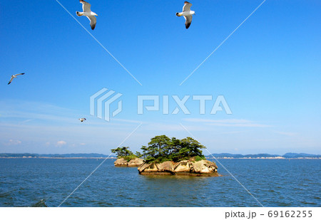 松島湾の観光船を追いかけて餌を待つウミネコ 69162255