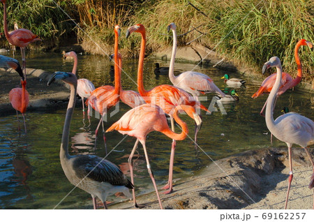 カリフォルニア　サンディエゴ動物園　フラミンゴ 69162257