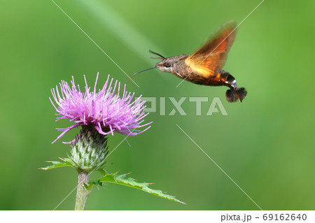 アザミの花を吸蜜中のホウジャクの一種 アザミの花を吸蜜中のホウジャクの一種 69162640