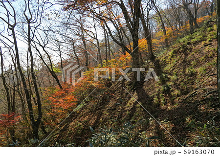 高木が落葉し 足元の低木が紅葉していたの写真素材