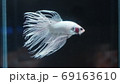 ショーベタ 69163610