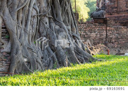 Head of Buddha statue in the tree roots at Wat Mahathat in Ayutt Head of Buddha statue in the tree roots at Wat Mahathat in Ayutt 69163691