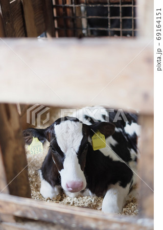 牛 69164151