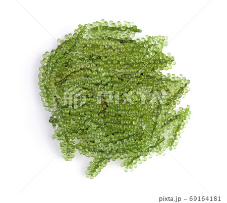Sea grapes ( green caviar ) seaweed on white background. Top view 69164181