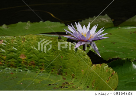 オニバスの葉っぱと青睡蓮の花の写真素材