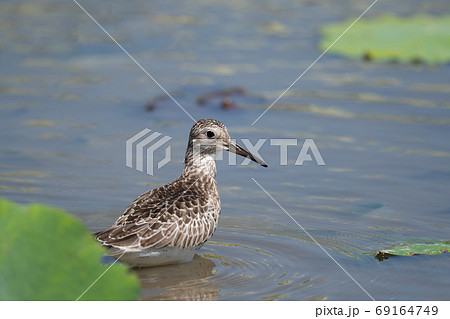 秋の渡り・ハス田のオバシギ02 69164749