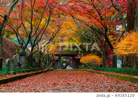 美しい秋の道 美しい秋の道 69165120