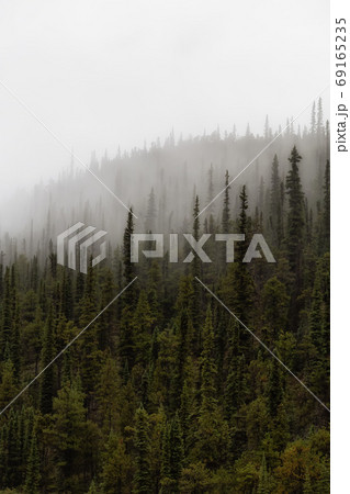 Foggy View of Green Trees in a Rainforest during a rainy summer morning. Foggy View of Green Trees in a Rainforest during a rainy summer morning. 69165235