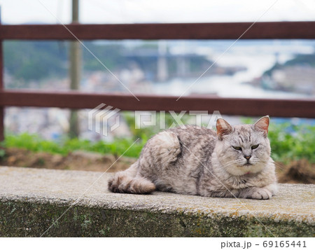 【広島県】尾道の猫 坂の上の公園から尾道水道を望む風景 【広島県】尾道の猫 坂の上の公園から尾道水道を望む風景 69165441