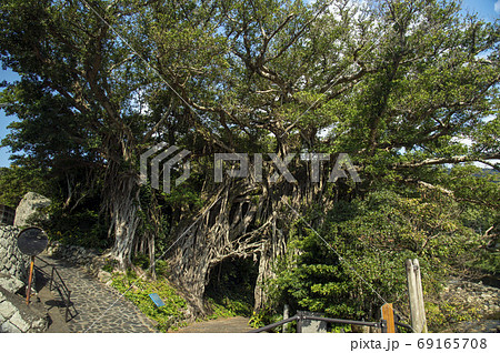 鹿児島県　屋久島の中間ガジュマル群 69165708