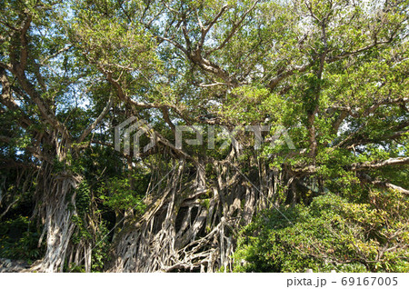 屋久島の中間ガジュマルnhk朝ドラのロケ地の写真素材