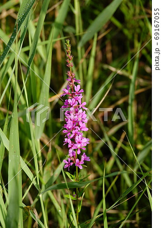 黒澤湿原に咲くミソハギの花 黒澤湿原に咲くミソハギの花 69167055