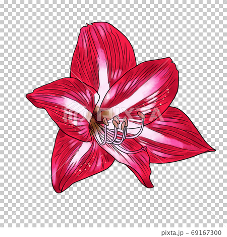 Amaryllis Amaryllis 69167300