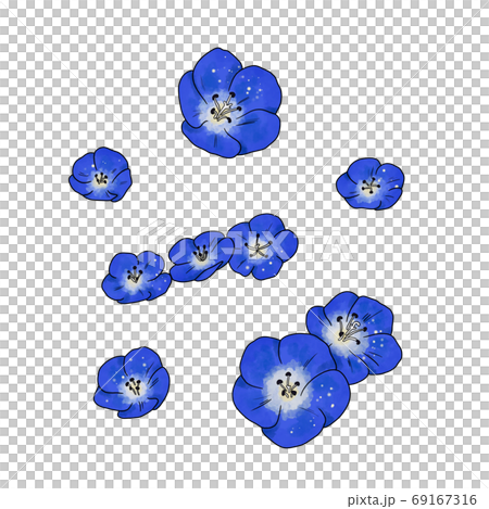 Nemophila Nemophila 69167316