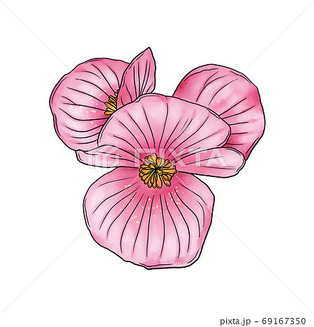 ベゴニアのイラスト素材