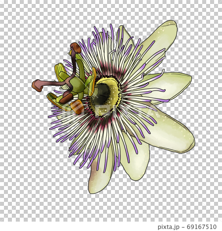 觀看草 觀看草 69167510