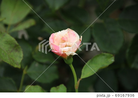 ピンクのバラ 品種 オリヴィエローランジェの写真素材
