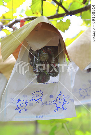 収穫間近かのぶどう園 69168914