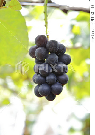 収穫間近かのぶどう園 収穫間近かのぶどう園 69168943
