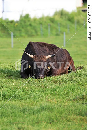 和牛 和牛 69169178