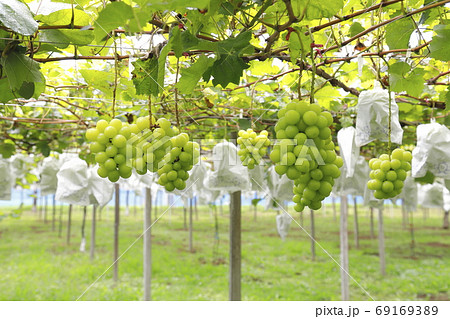収穫間近かのぶどう園　 69169389