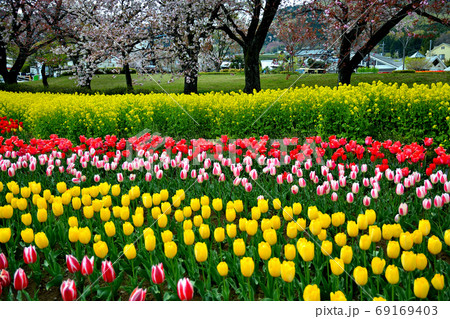 チューリップ・桜のピンクと菜の花の黄色を背景に広がるチューリップ畑・神奈川県・秦野市・戸川公園(3) 69169403