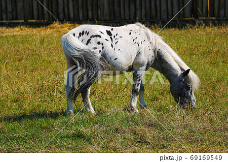 Young ponies walk in the meadow. Animal. Young ponies walk in the meadow. Animal. 69169549