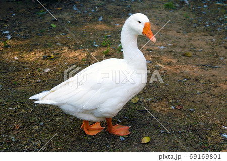 White domestic goose.white goose standing on the farm. 69169801