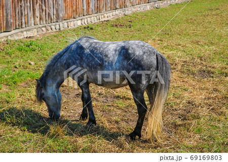 Young ponies walk in the meadow. Eating grass on a clear sunny day. Young ponies walk in the meadow. Eating grass on a clear sunny day. 69169803
