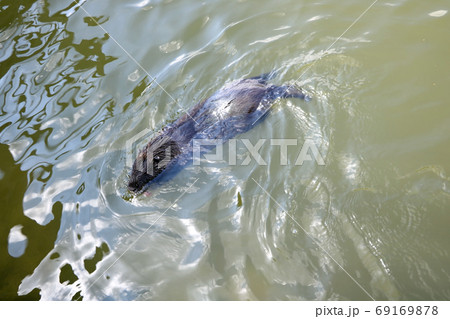 Mink swims in the water looking for food on a sunny day. 69169878