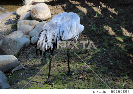 The gray crane walks across the meadow in search of food. The gray crane walks across the meadow in search of food. 69169892