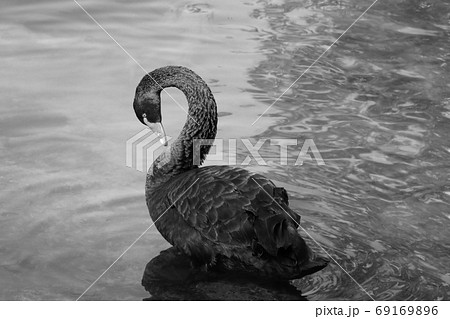 A black swan swims on a pond. Rare bird. 69169896