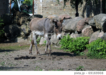 Donkey walks through the park on a sunny day. Donkey walks through the park on a sunny day. 69169908