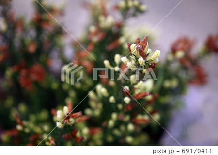 カルーナ 淡黄色の花 カルーナ 淡黄色の花 69170411