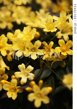 ほのかに香る カロライナジャスミンの花の写真素材