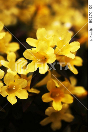 ほのかに香る カロライナジャスミンの花の写真素材