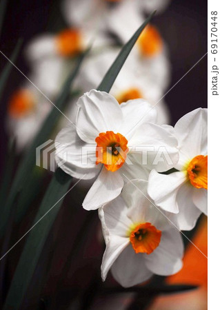 小杯水仙の花 小杯水仙の花 69170448