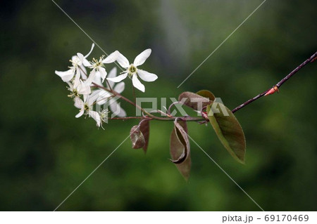 桜　シデザクラの花 69170469