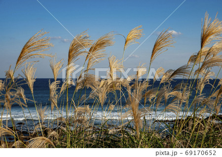 種子島のススキが風に揺れる秋の美しい竹屋野海岸 69170652